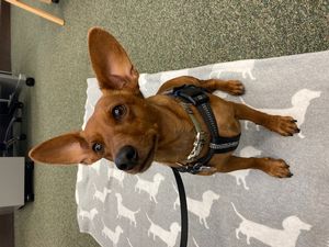 SLT - RUFF - Read Up